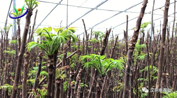 涧池镇：香椿产业助农增收 种植基地“椿”意盎然