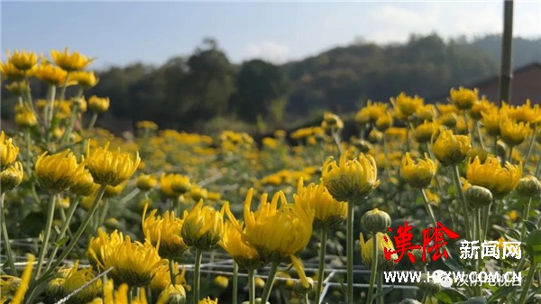 汉阴：百亩菊花竞相开放 “金色”产业绘就美景