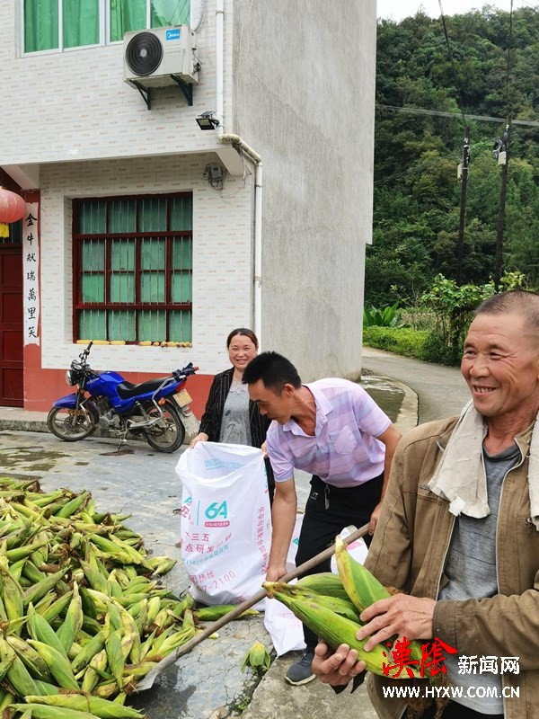 汉阴水利局：帮扶干部助力群众抢收甜玉米获赞