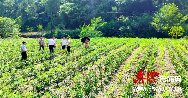 汉阳镇积极推进茶园夏季管护工作