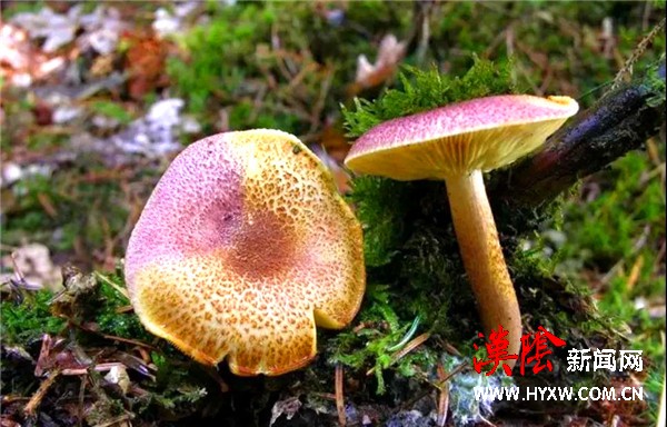 警惕舌尖上的美食 防范野生蘑菇食用中毒