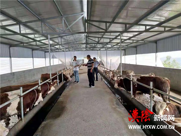 汉阴县汉阳镇抓好动物防疫  维护群众利益