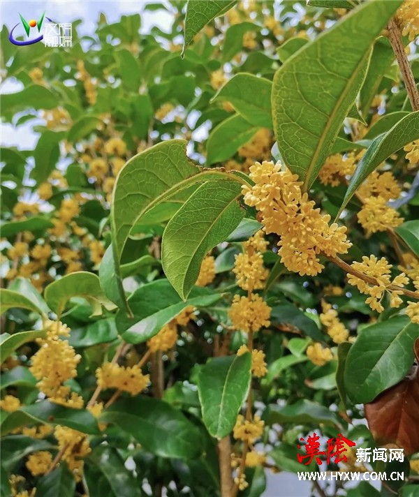 汉阴：桂花飘香惹人醉