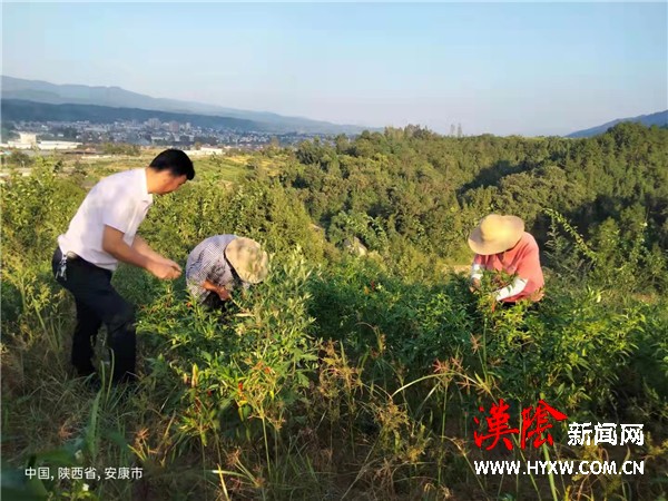 李子园套种辣椒喜迎丰收