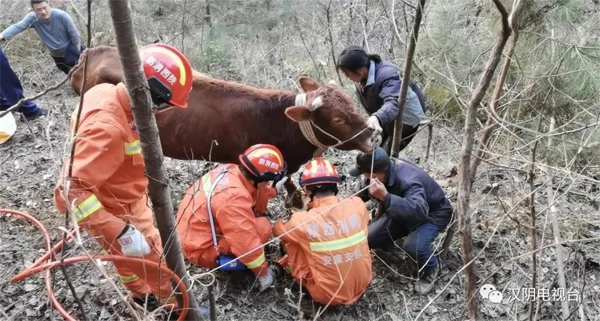 汉阴：一头黄牛被困 消防队员成功营救