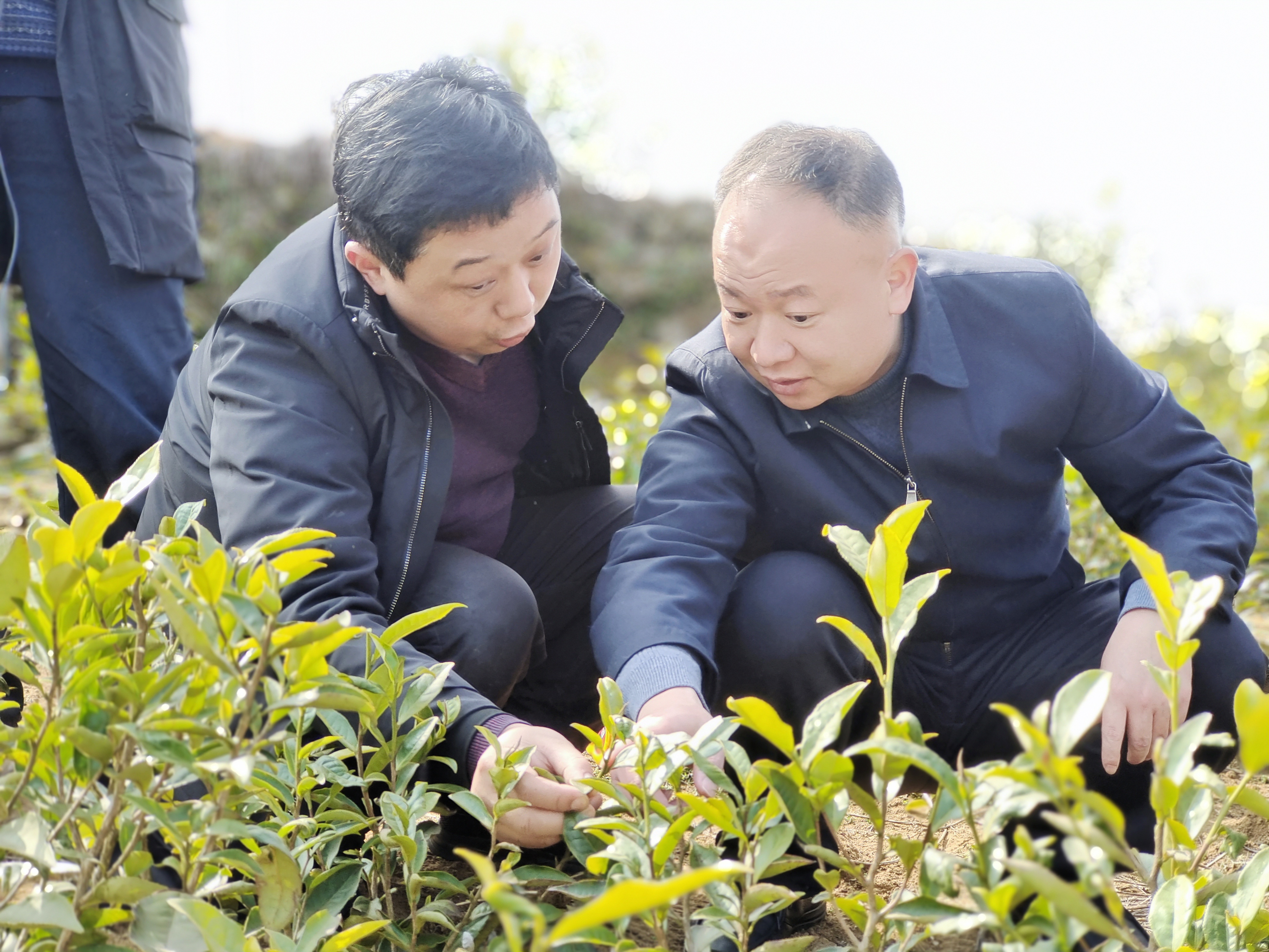 不负春光抢农时 万亩茶园忙管护