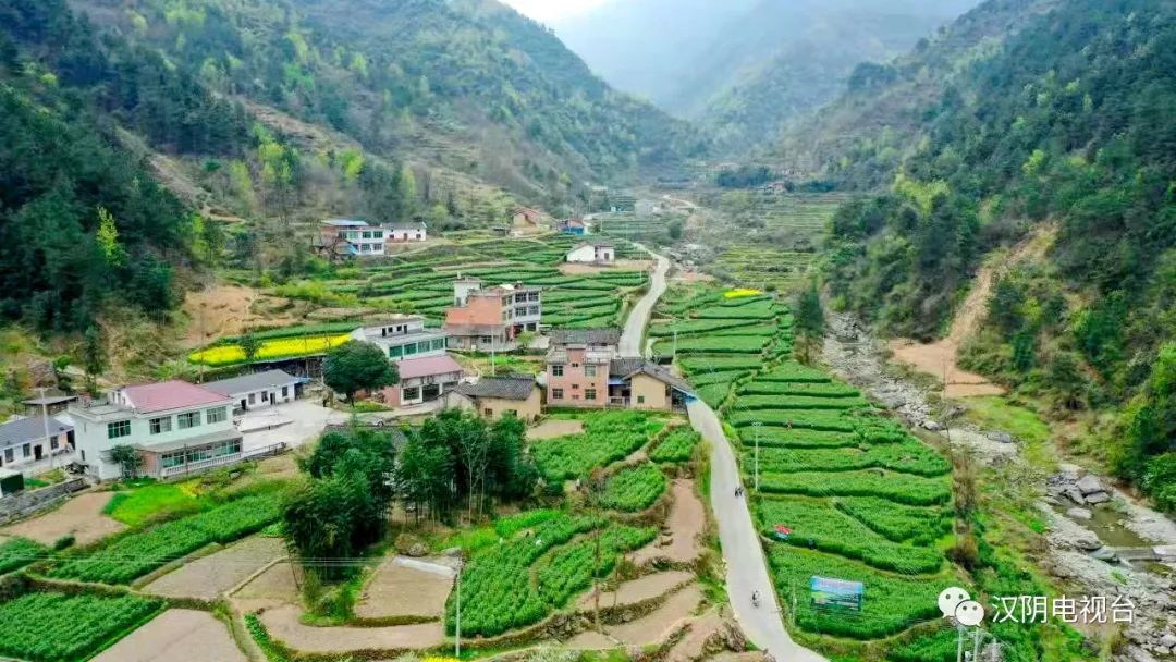 汉阴：春茶采摘忙 茶叶变身为富民的“金叶子”
