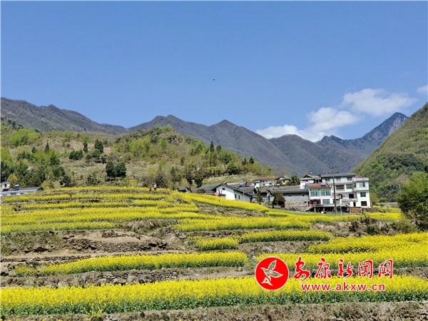 安康新闻网：汉阴十万亩油菜花竞相开放 美了春天富了民