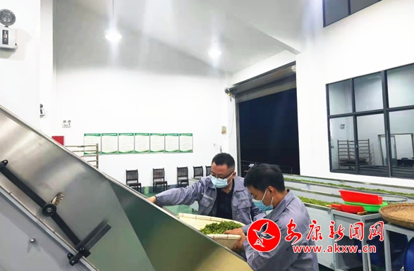 安康新闻网：漩涡镇茶厂开工投产忙托起绿色新希望