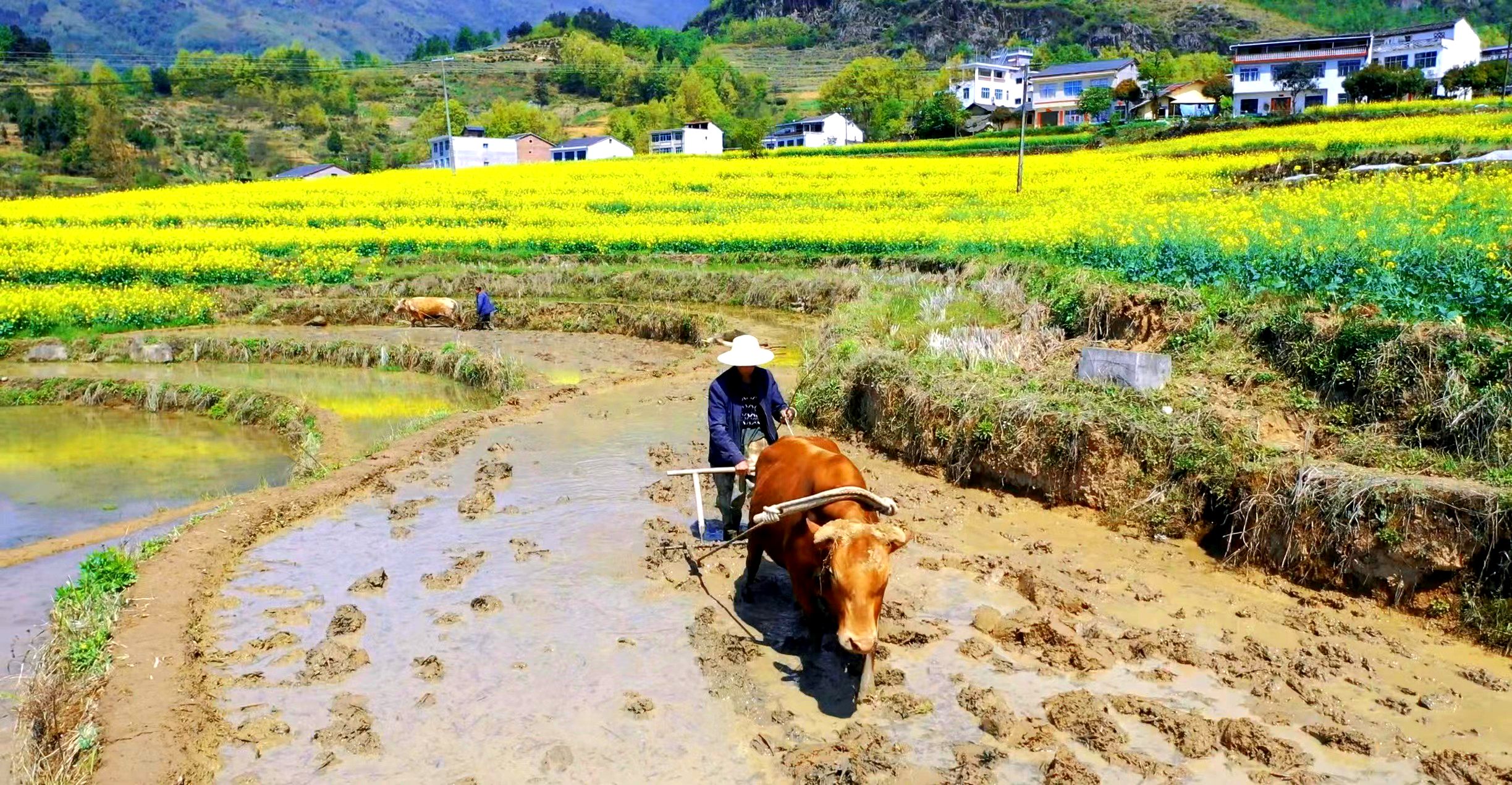 汉阴：凤堰古梯田春耕备耕场景再次登上央视