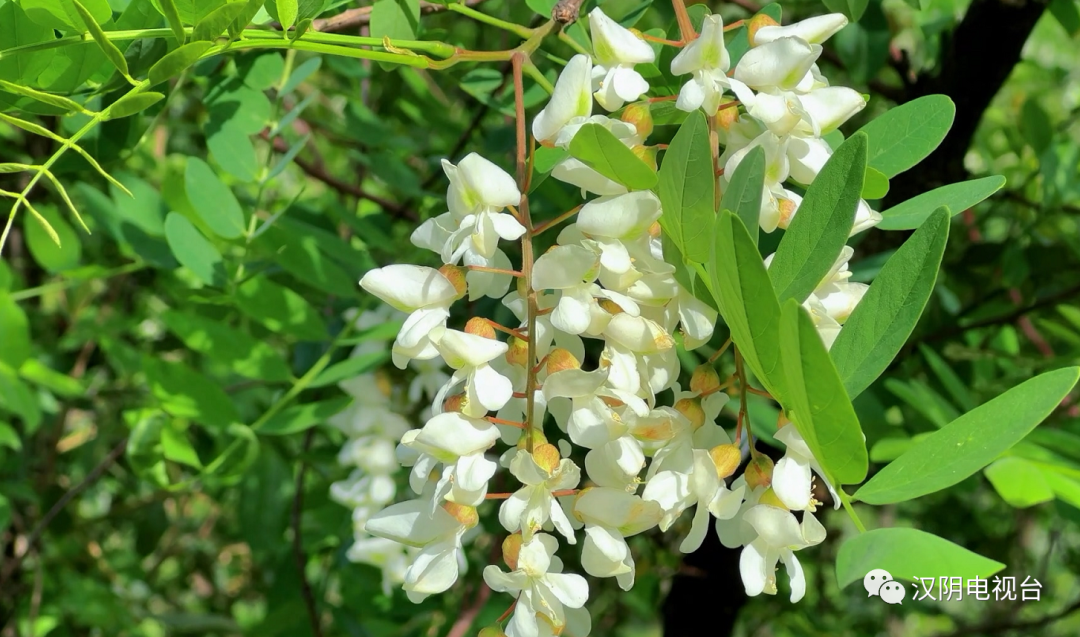 汉阴：千亩槐花开 芬芳漫山野