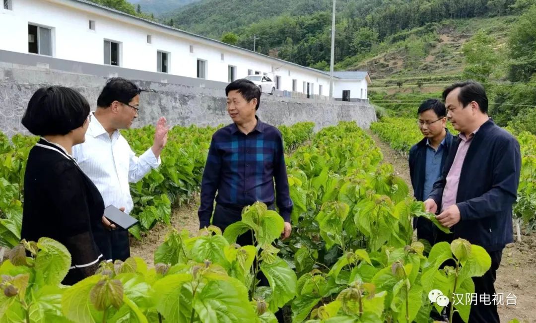 汉阴：市农业农村局调研组来汉阴调研蚕桑产业发展工作