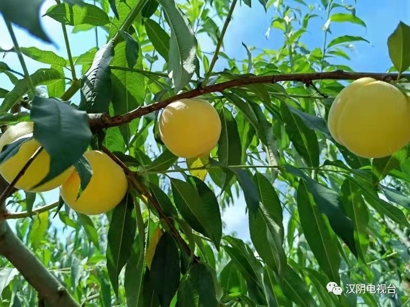 汉阴：“桃”醉入夏 双乳镇黄桃即将进入采摘期