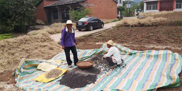 城关镇：跑出机械收割加速度，筑牢秸秆禁烧防火墙