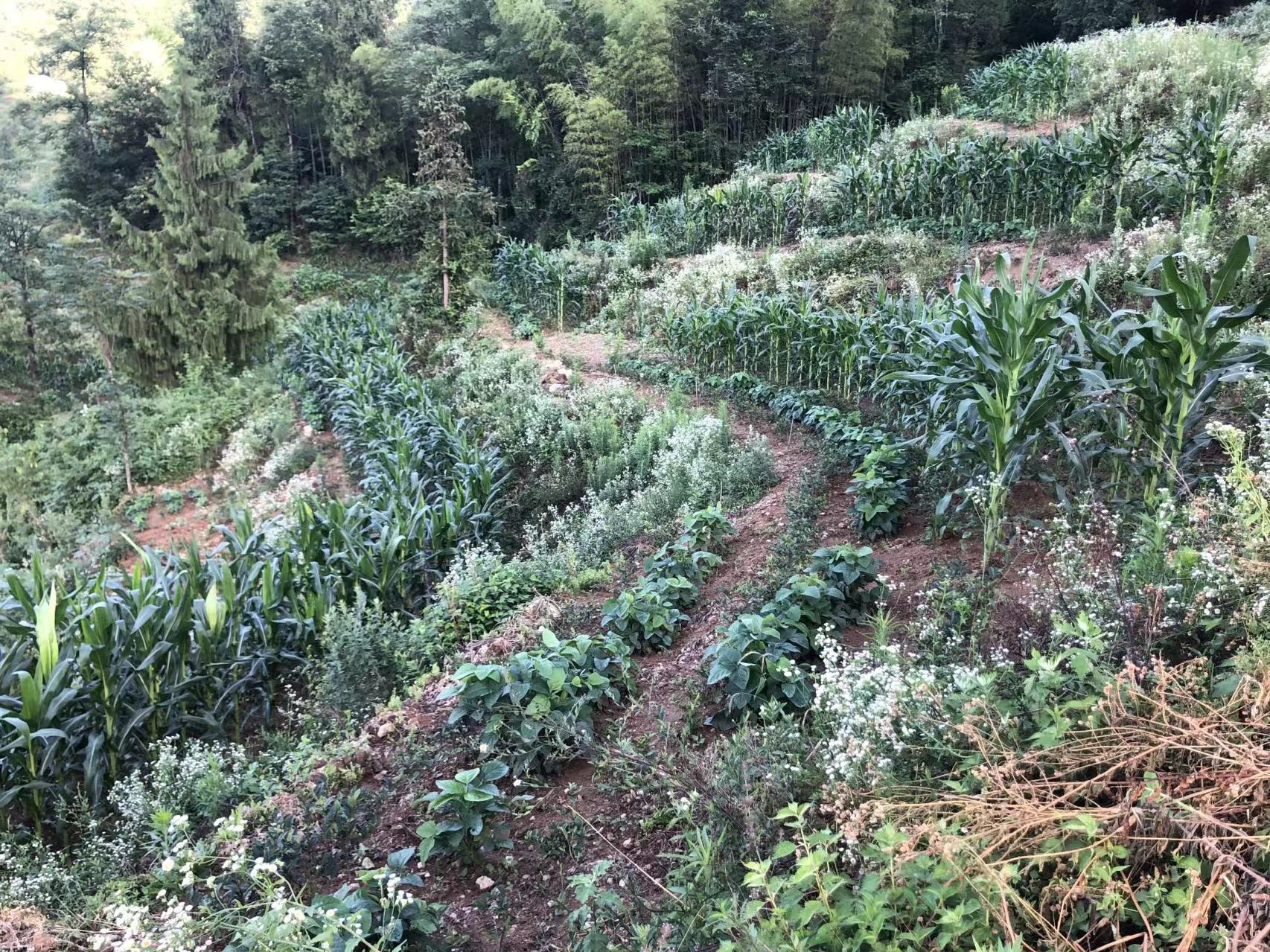 漩涡镇：六千亩大豆玉米复合种植长势喜人