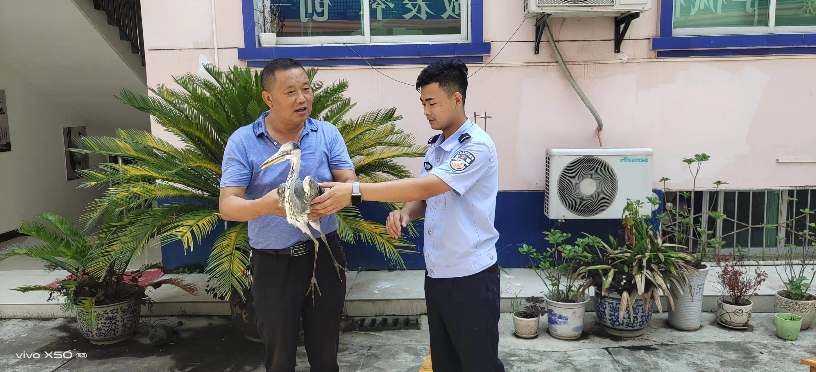 汉阴县汉阳镇成功救助一只国家二级保护动物苍鹭