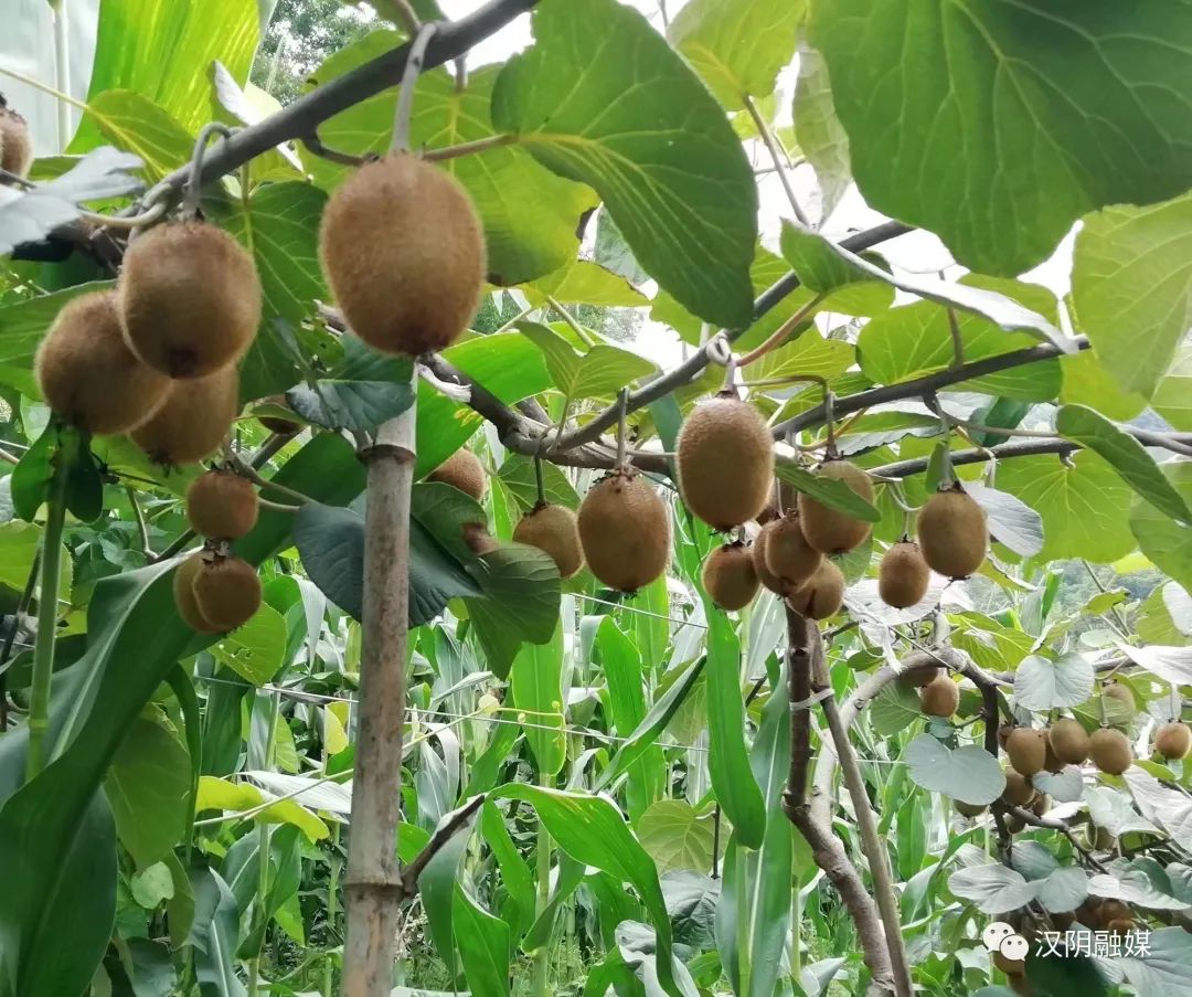 汉阴县铁佛寺镇合一村猕猴桃喜获“金果奖”