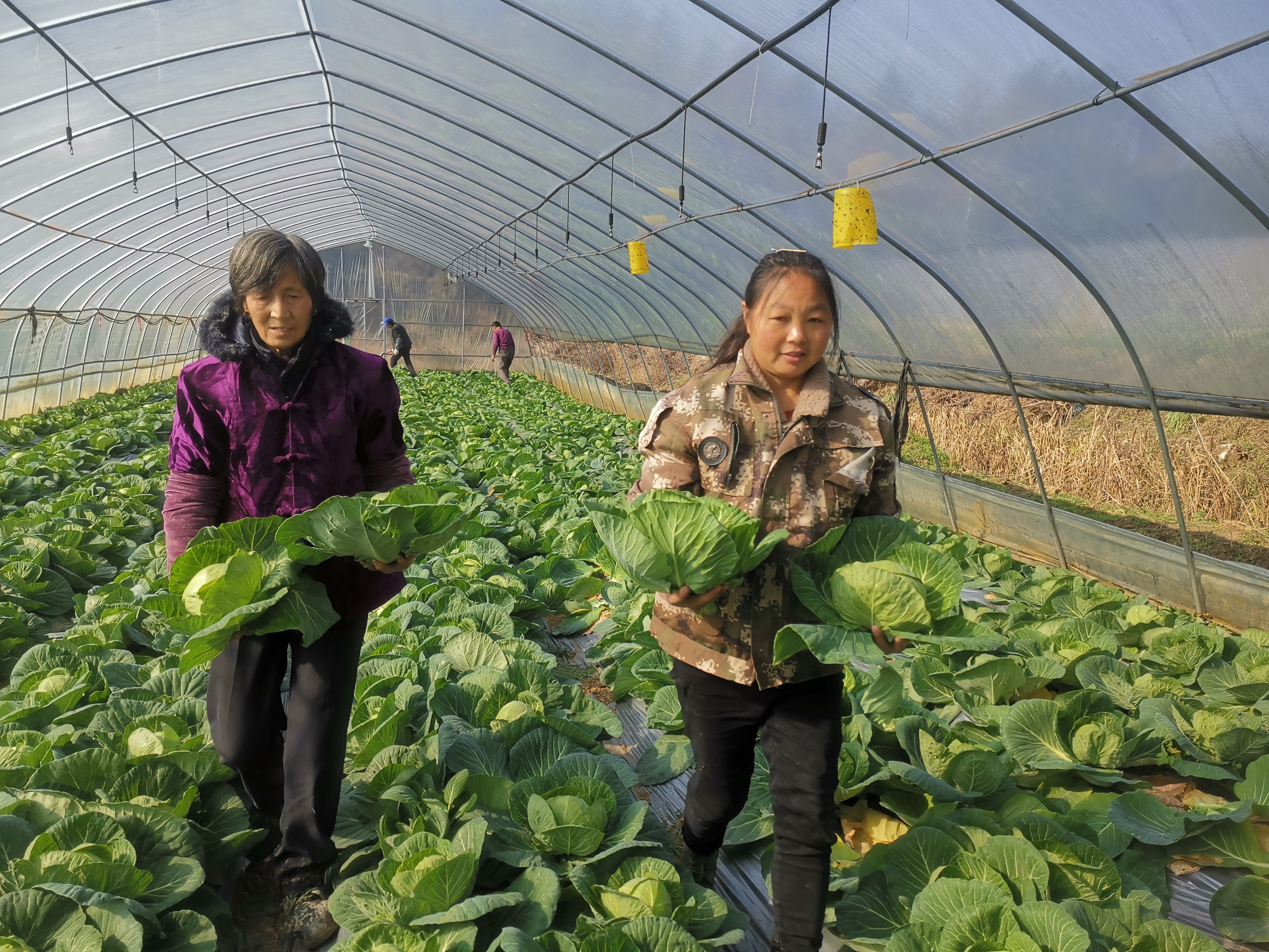 城关镇新星村：大棚种植绿甘蓝喜获丰收