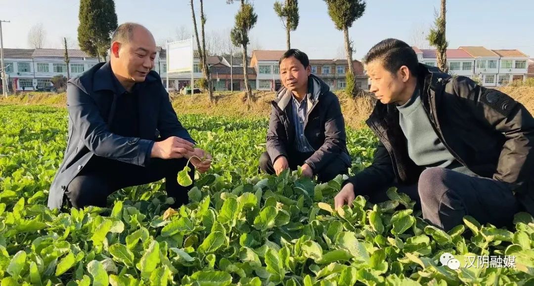 【网络中国节·春节】汉阴：春天第一批油菜薹抢鲜上市