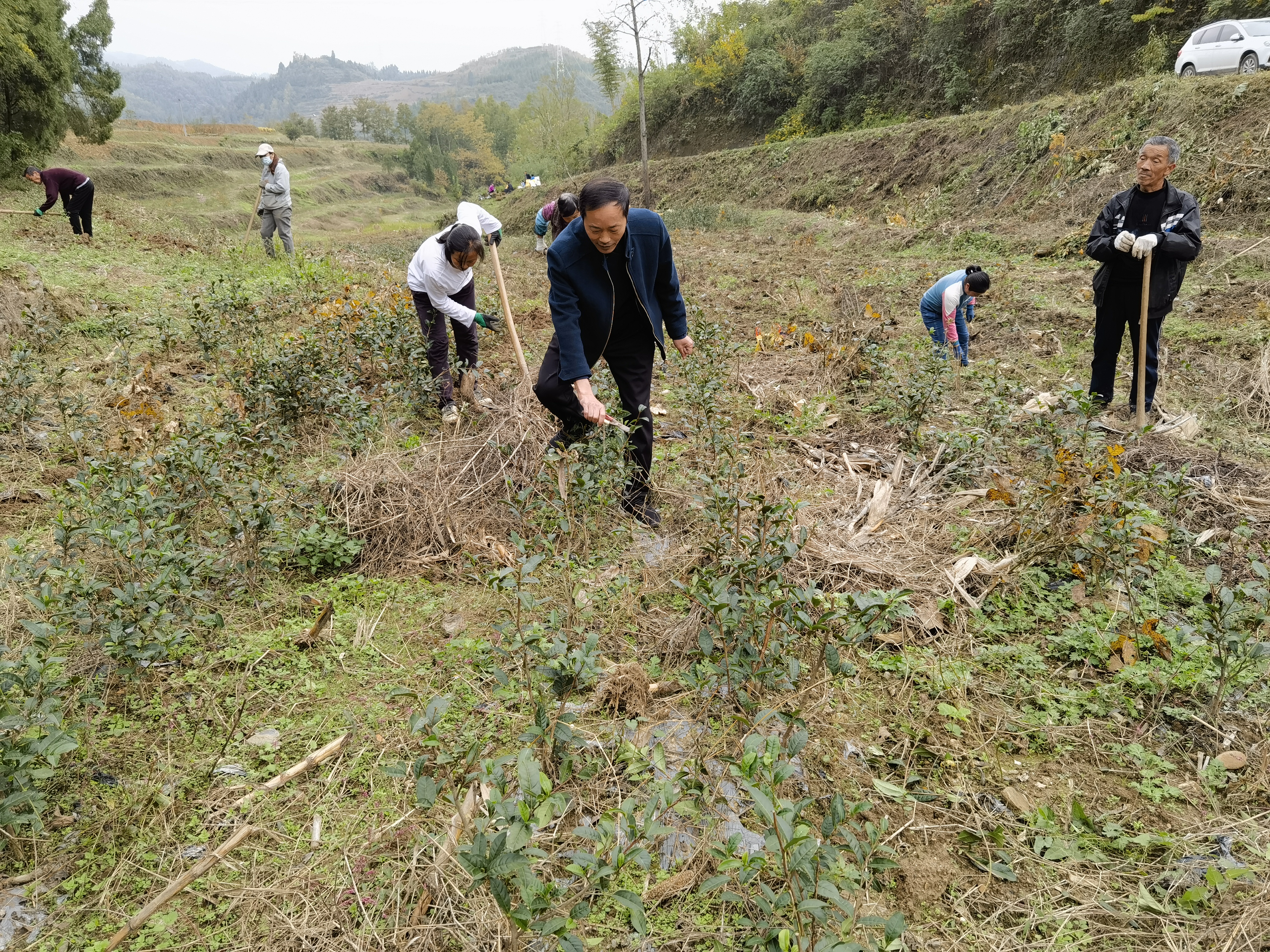 汉阴县漩涡镇：春耕茶园管护忙 只待茶园溢新香