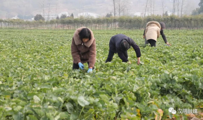 汉阴：发展油菜种植 带动群众增收致富