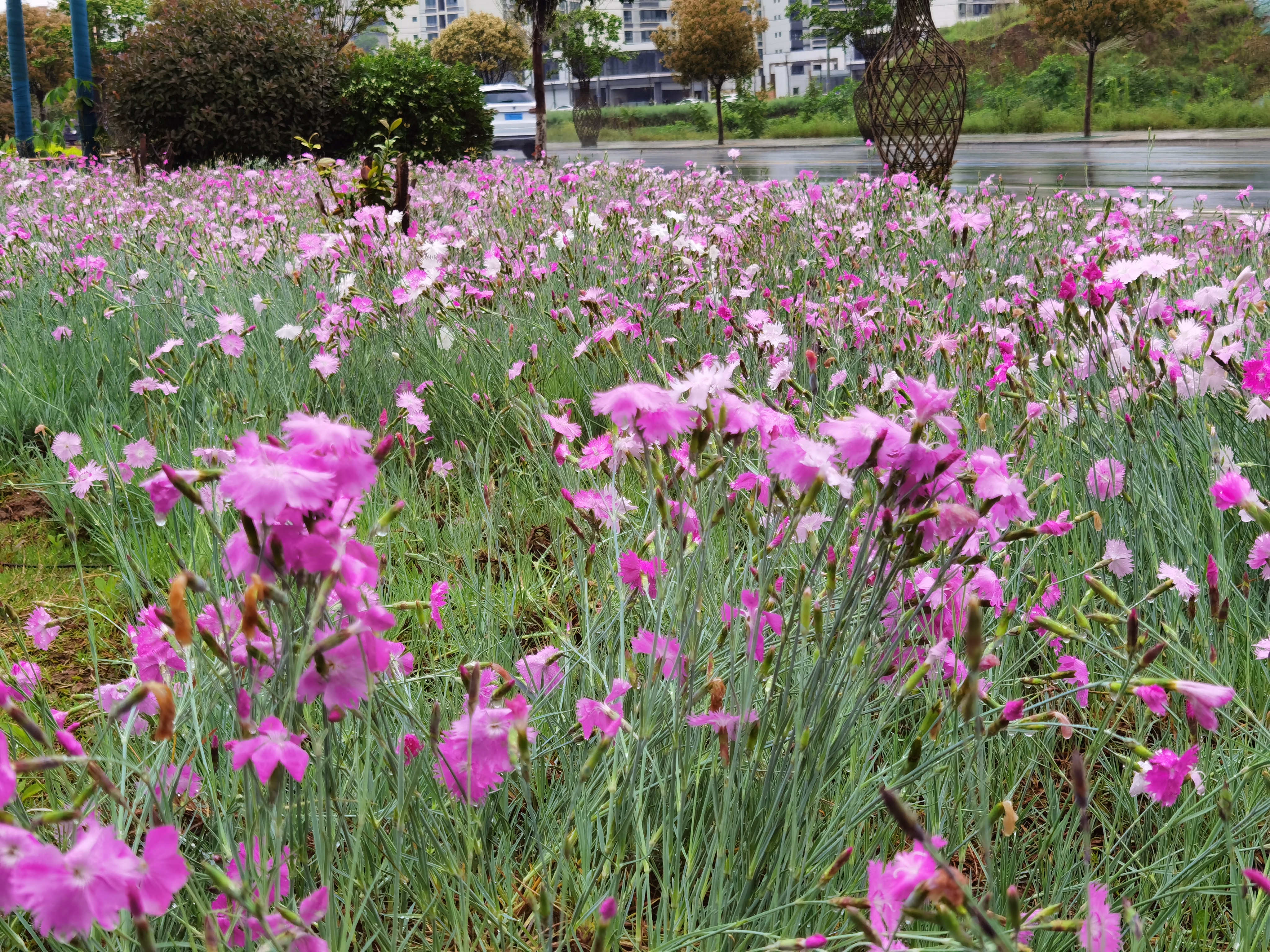 汉阴：一路花开花月湾