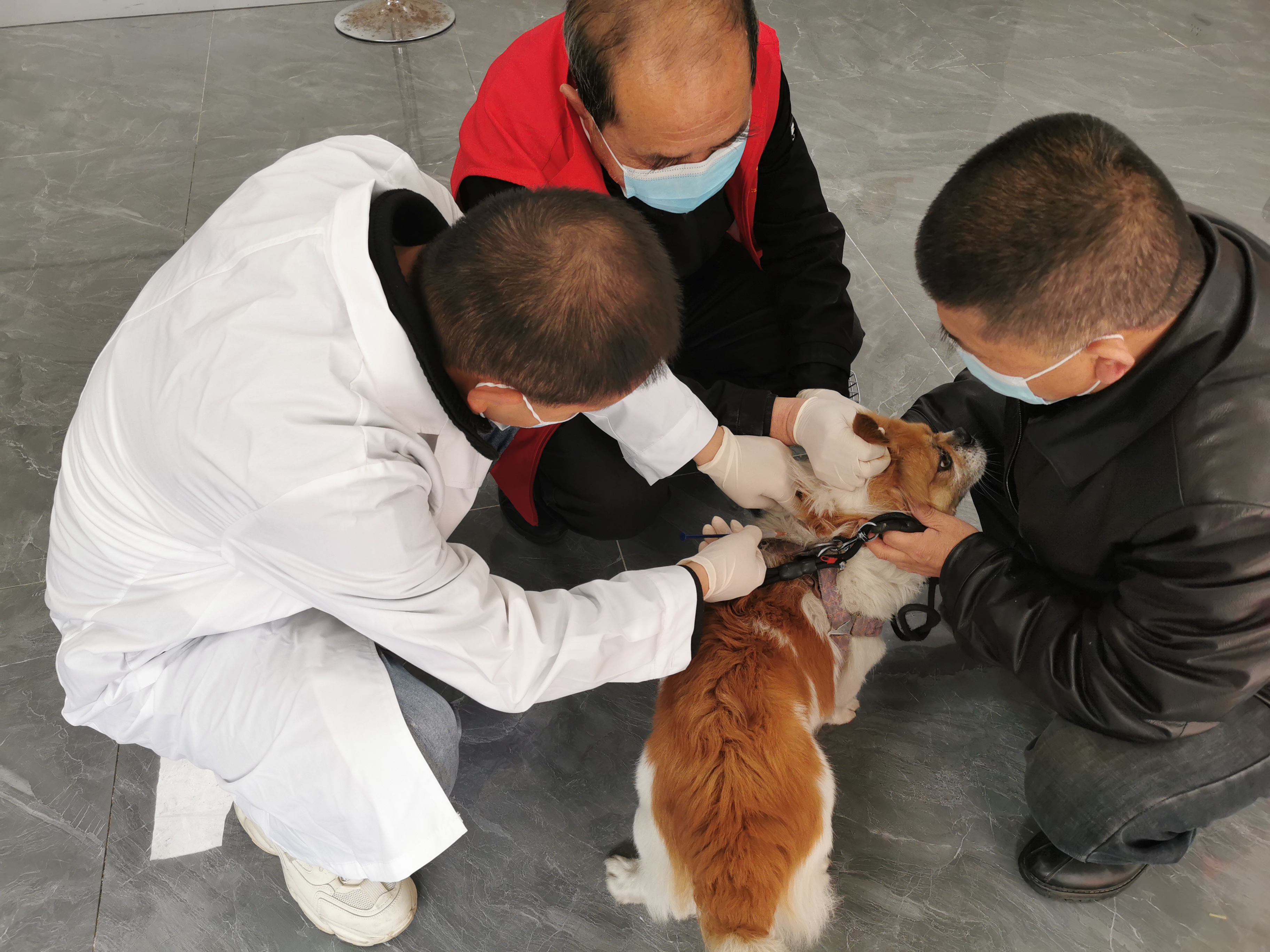 汉阴：开展“犬类免疫进社区”志愿服务活动