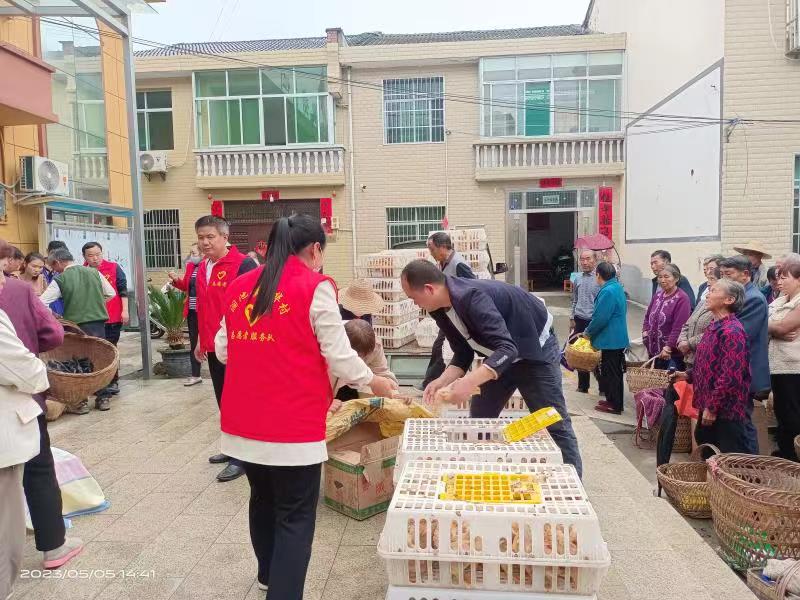 免费鸡苗送到家 庭院经济富农家 ——县残联到药王村、新华村免费为残疾人送鸡苗