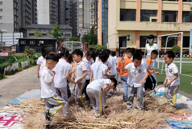汉阴县凤台幼儿园：收菜籽寓教于乐 爱劳动体验农耕