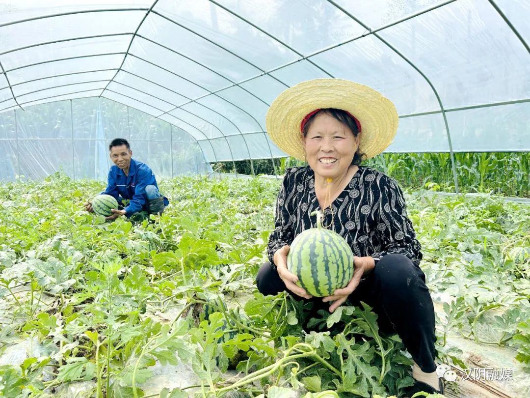 汉阴县：大棚西瓜喜丰收 “甜蜜经济”促振兴