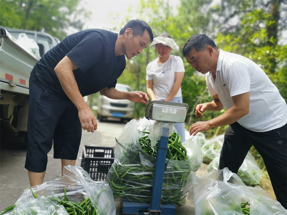 汉阴县城关镇新星村：大棚辣椒喜丰收助力谱写集体经济增产达效新篇章