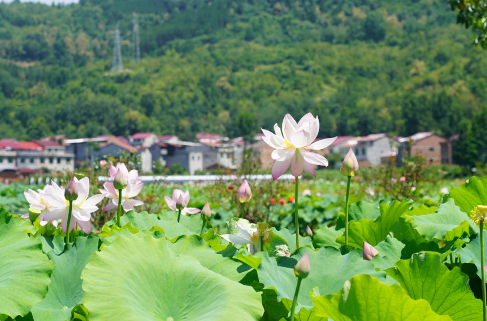 双乳镇：荷花竞相开放 赏花正当时