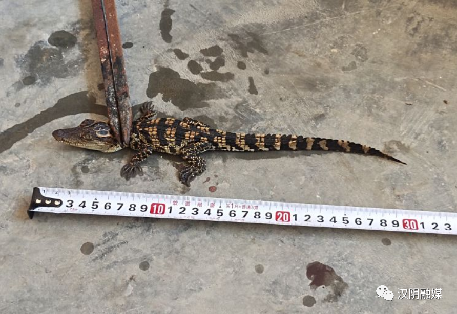 汉阴县双乳镇：一居民区内发现长江水系外来物种暹罗鳄