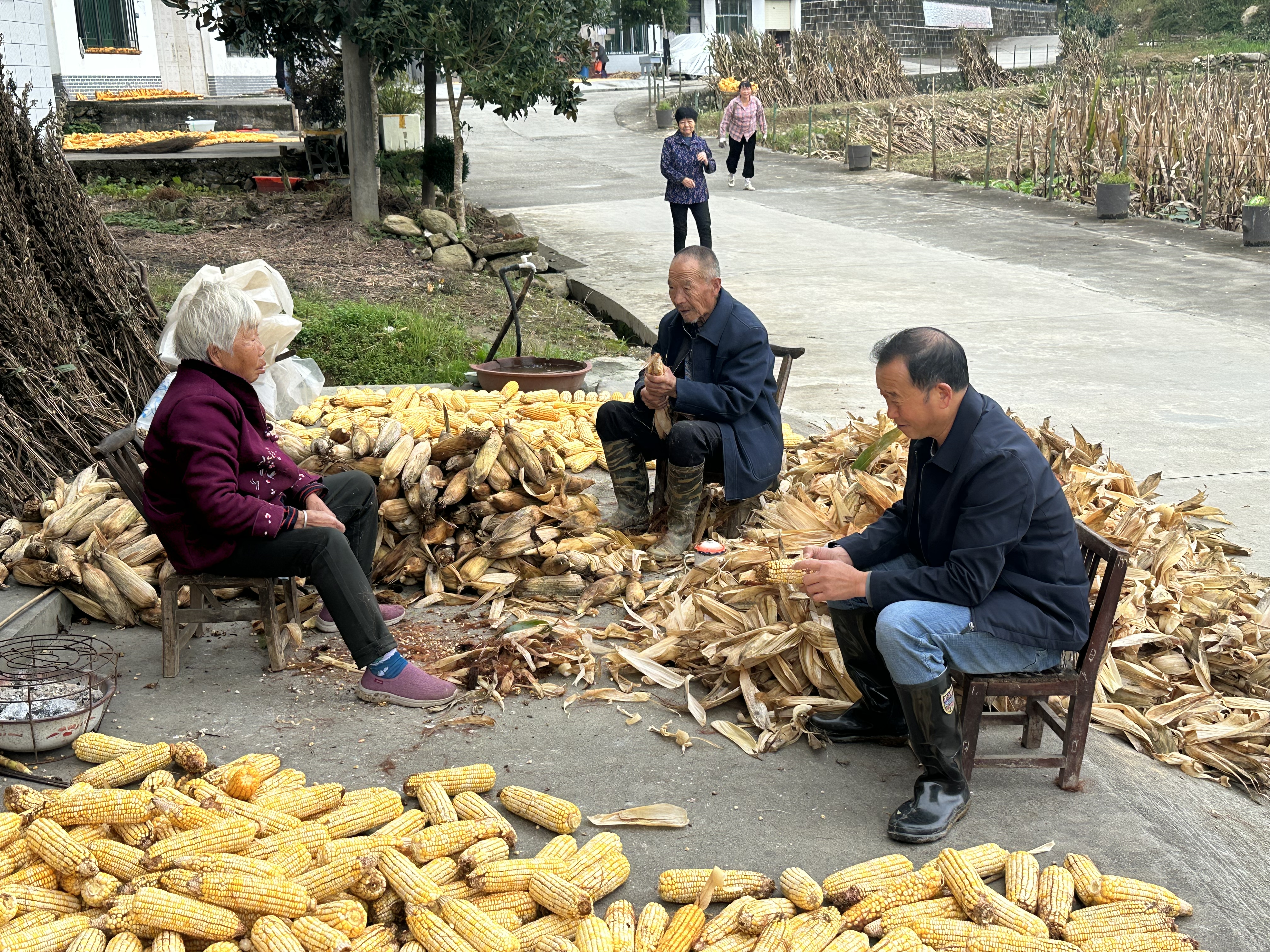 汉阴县漩涡镇堰坪村：志愿红助力秋收好“丰”景