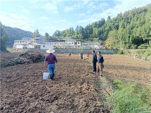 漩涡镇：秋冬田不“闲” 油菜种植忙