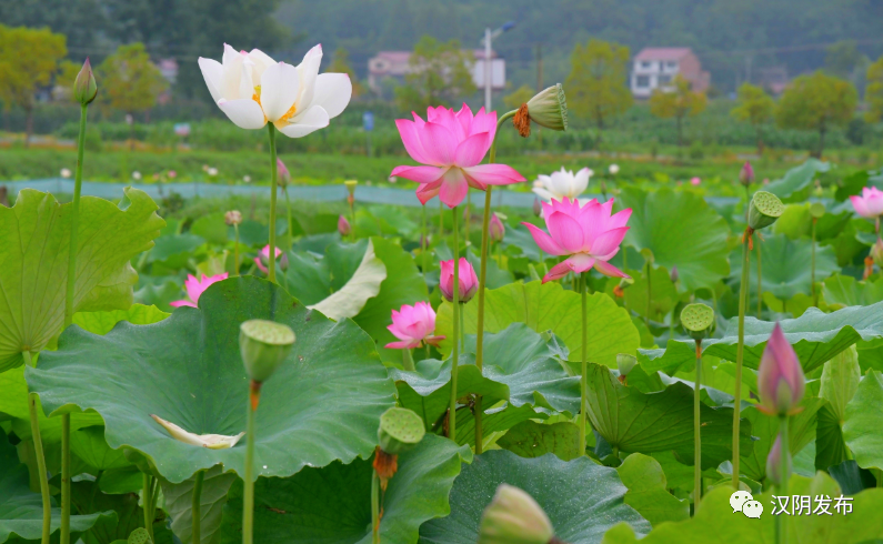 汉阴：农旅融合路上的“双子星”