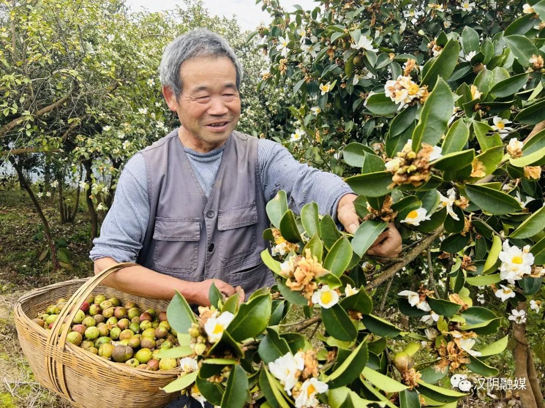 汉阴：“金果”满枝头 油茶喜丰收