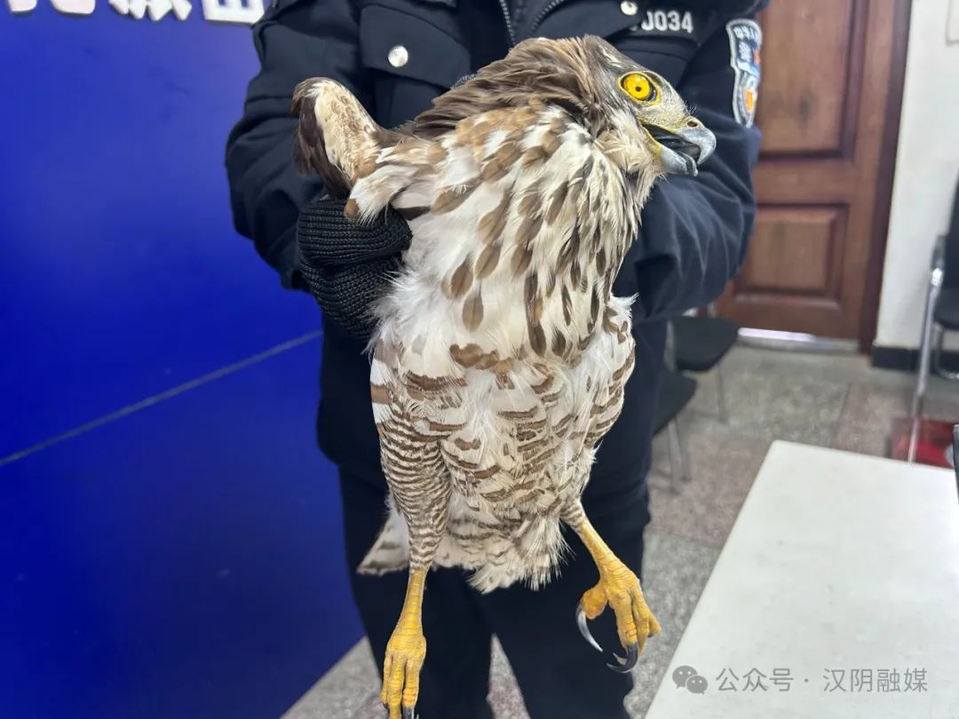汉阴警民合力 救助国家二级野生保护动物凤头鹰