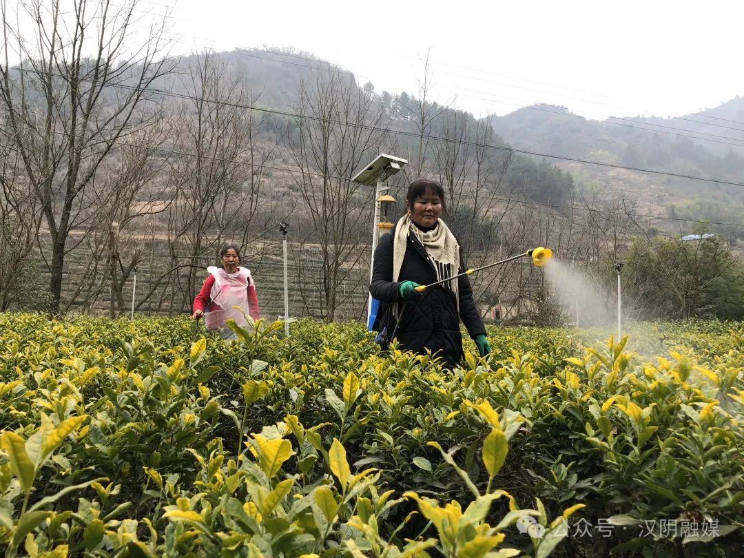 汉阴：强化茶园管护 为春茶上市保驾护航