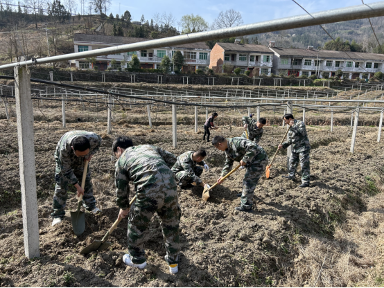 观音河镇组织基干民兵参加义务植树志愿服务活动