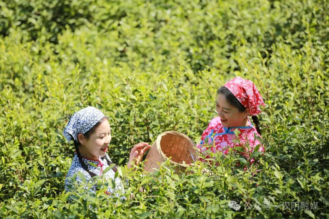 【好客汉阴】清明好时节 汉阴龙寨茶园采茶正当时