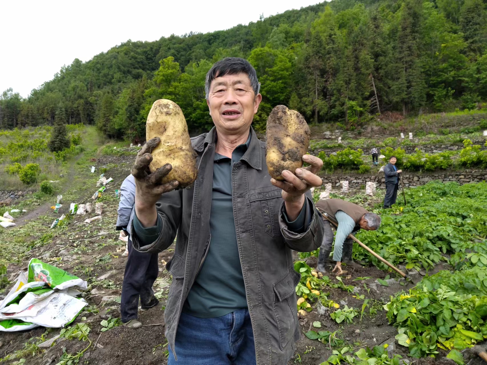 双河口镇黄龙村集体经济项目富硒土豆喜获丰收  