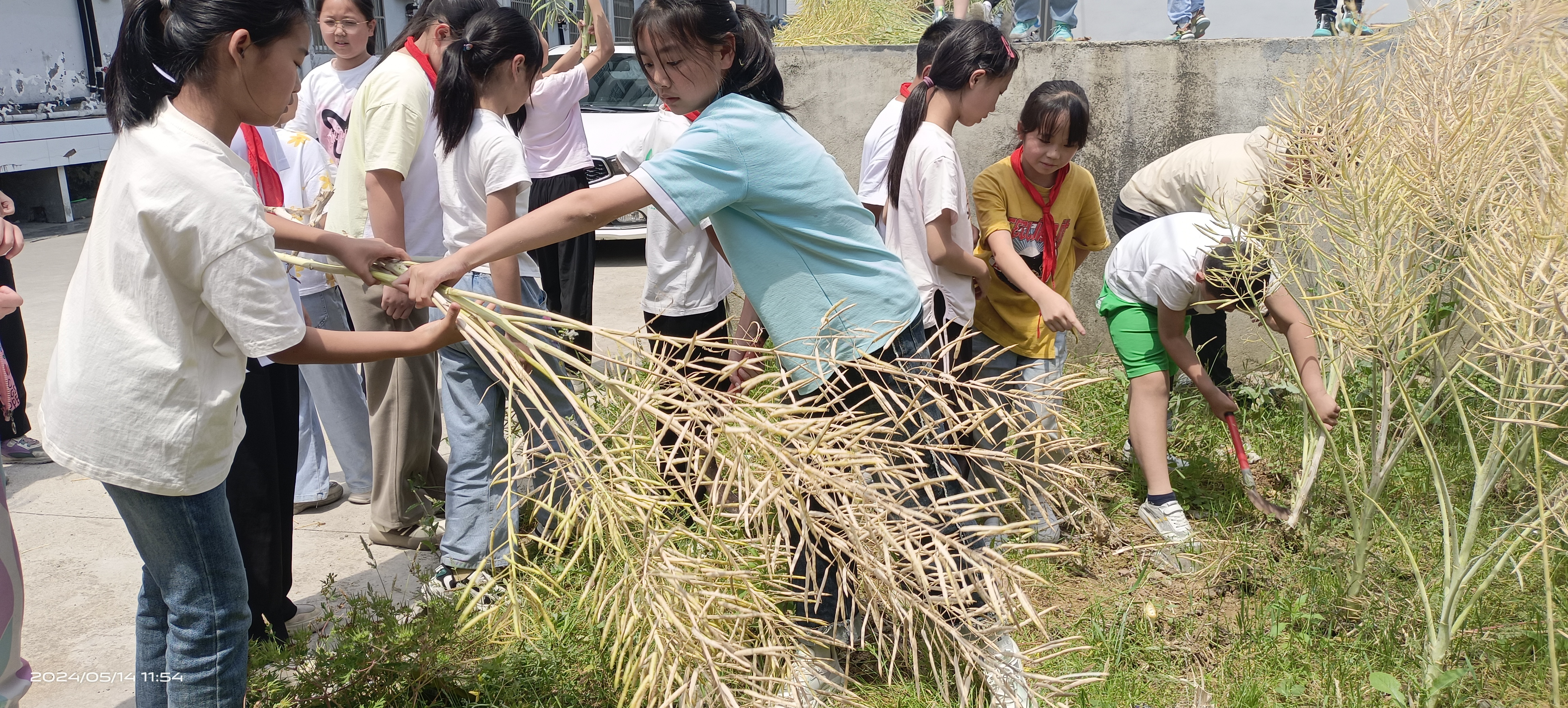 汉阴县平梁镇中心小学劳动基地丰收忙