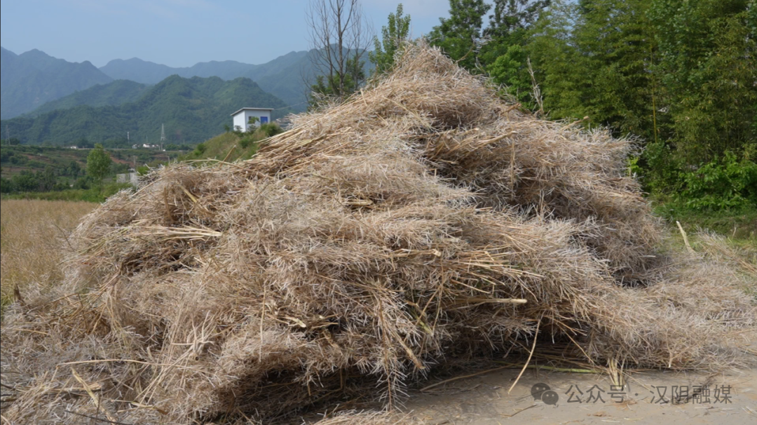 汉阴：小秸秆“变废为宝”育出“大菌菇”