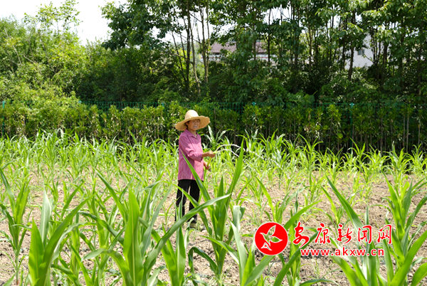 安康新闻网 | 汉阴：全力抗旱保苗 保障粮食安全