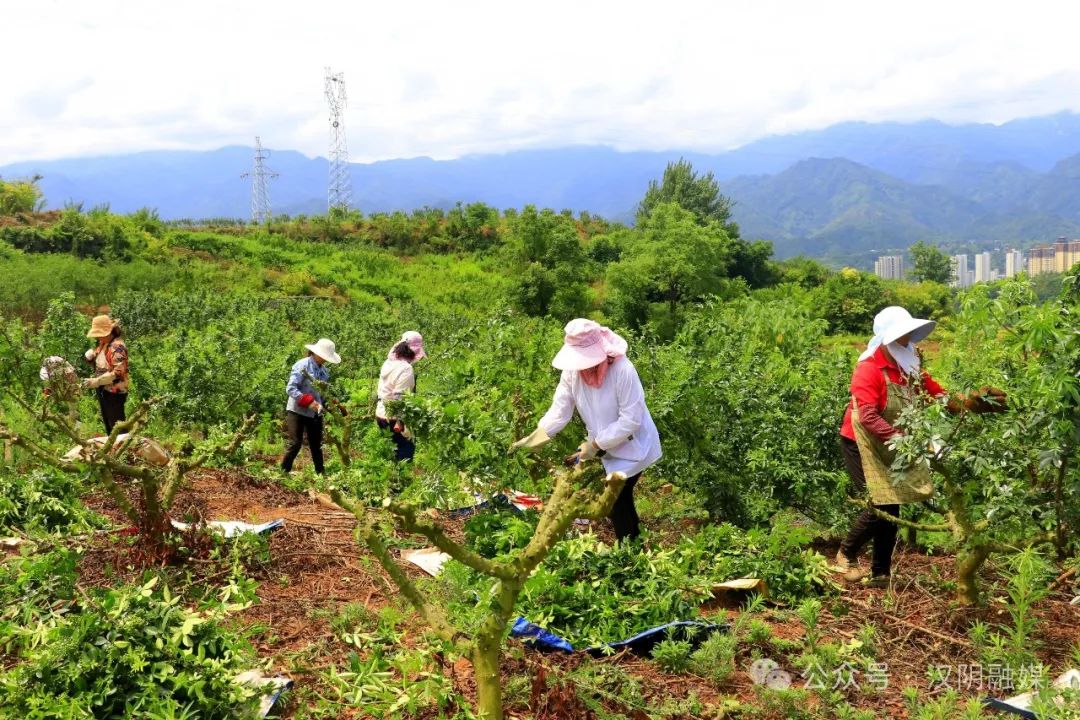 汉阴：特色产业丰收忙 激发乡村新活力