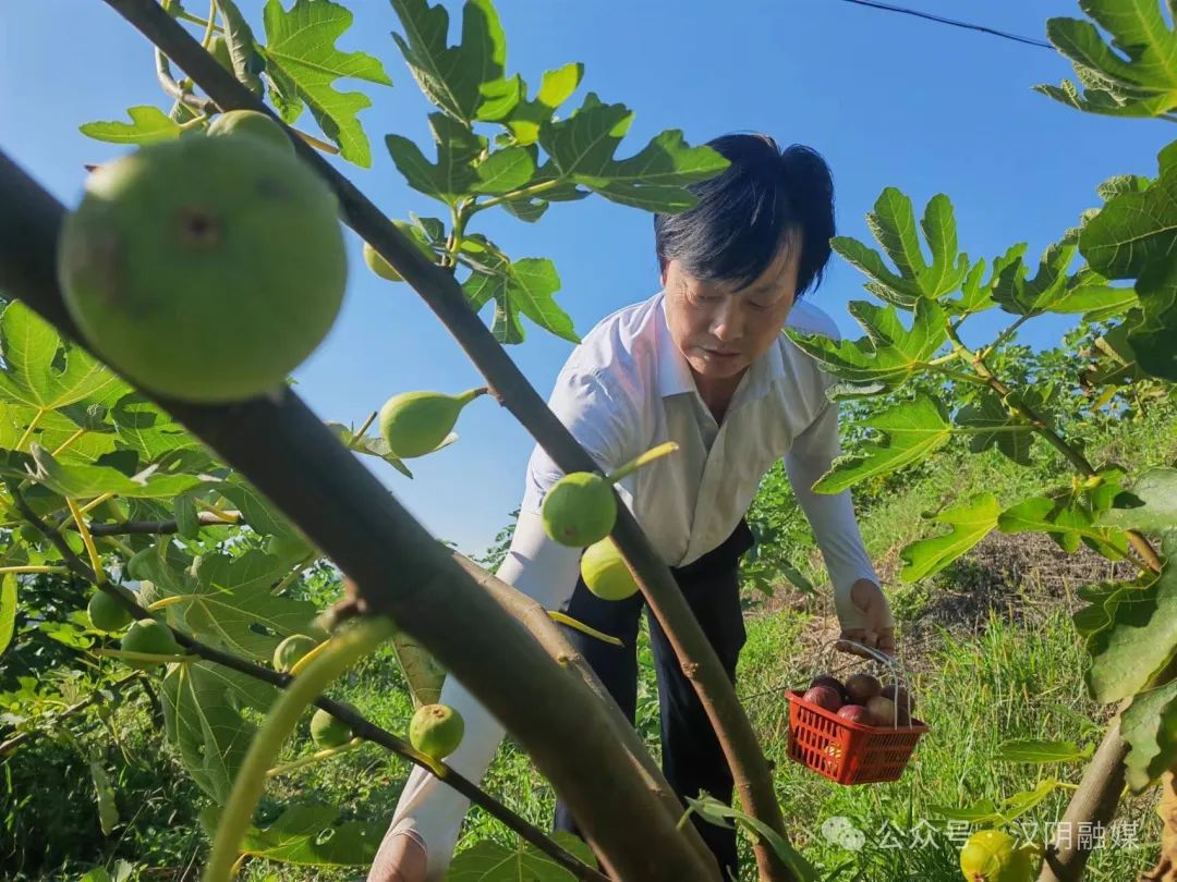 汉阴县城关镇：无花果铺就致富路