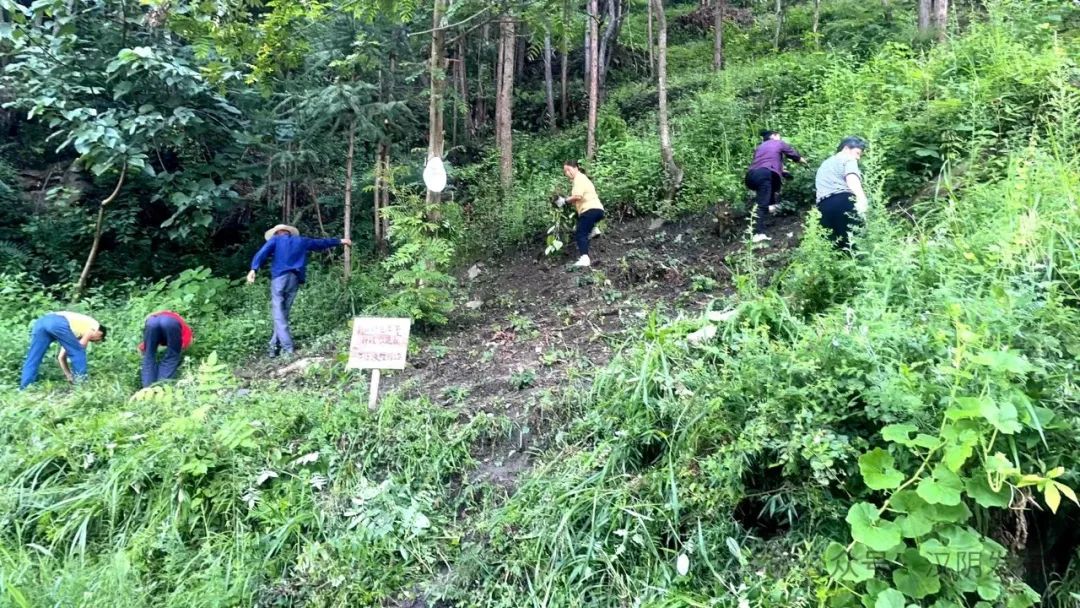 汉阴：林下经济打造汉阴绿色增长点