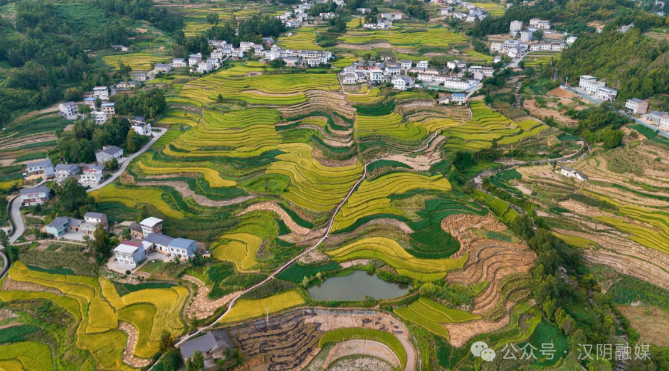 汉阴：凤堰梯田水稻丰收归仓忙