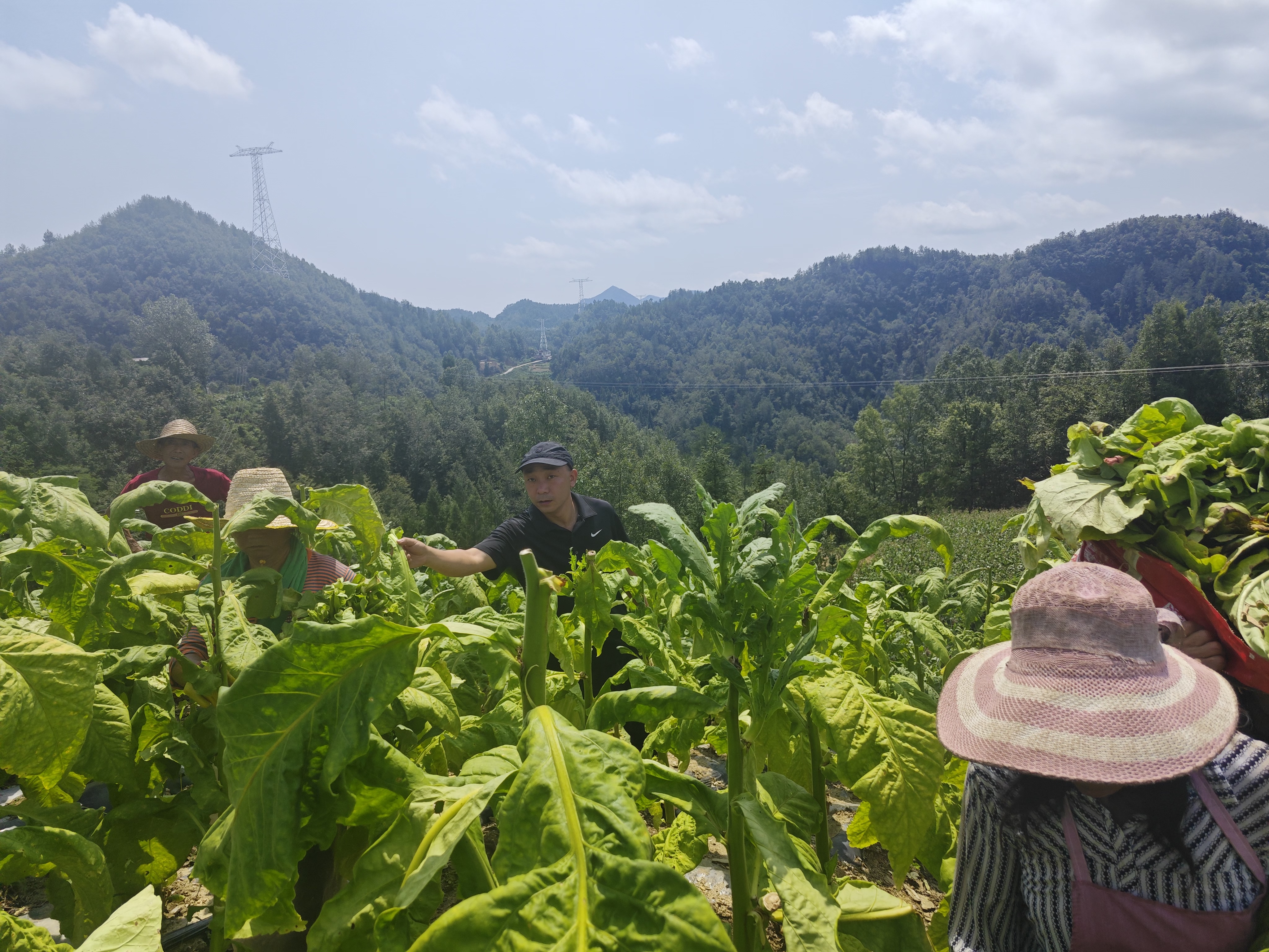 汉阴县汉阳镇：“组团服务”为乡村振兴注入“新动能”